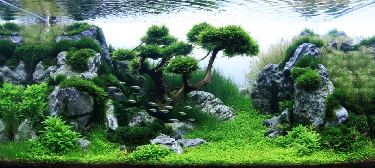 Aquascape aquarium shop supplies